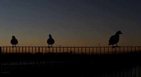 silhouette of ducks at sunrise perched on the fence of a lake in a city parkの写真素材