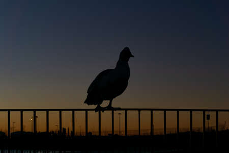 silhouette of ducks at sunrise perched on the fence of a lake in a city parkの写真素材