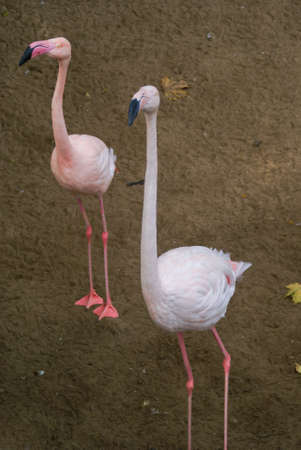 group of pink flamingos in the sand of a lakeの写真素材