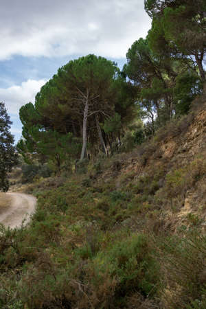 Scots pine, pinus sylvestris, pine forest in a forest in Andalusiaの写真素材
