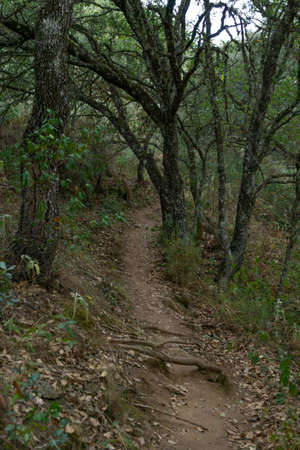 oak tree, Quercus Robur, forest on a river, ventilla stream hiking routeの写真素材