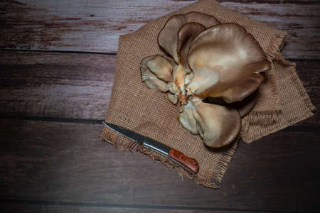 fresh thistle mushrooms freshly picked from the field ready to cook on a wooden backgroundの写真素材