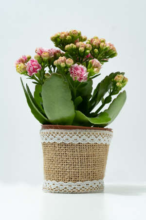 natural ornamental potted plant, whit flowers, isolated, copy-spaceの写真素材