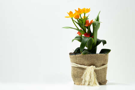 natural ornamental potted plant, whit flowers, isolated, copy-spaceの写真素材