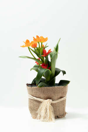 natural ornamental potted plant, whit flowers, isolated, copy-spaceの写真素材