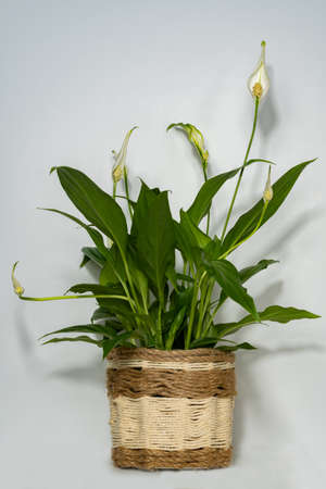 natural ornamental potted plant, whit flowers, isolated, copy-spaceの写真素材