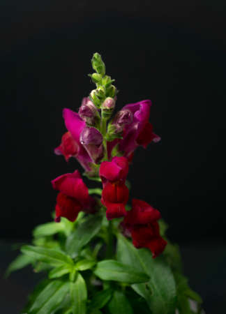 natural ornamental potted plant, whit flowers, isolated, copy-spaceの写真素材