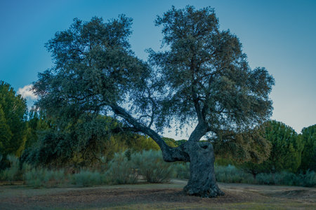 centennial holm oaks in the urban park of ronda, spain, quercus ilexの写真素材