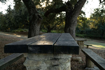 centennial holm oaks in the urban park of ronda, spain, quercus ilexの写真素材