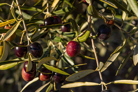 olives ripening in the sun on the olive tree in Andalusiaの写真素材