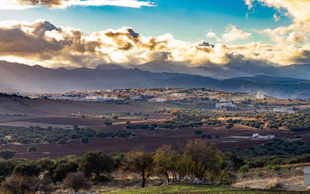 cereal field, growing in the sun in andalucia, southern Spain on a cloudy winter dayの写真素材