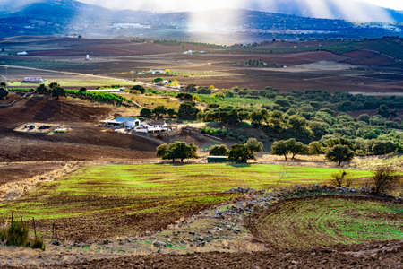 cereal field, growing in the sun in andalucia, southern Spain on a cloudy winter dayの写真素材