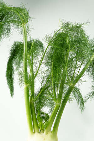 fresh organic fennel sprigs on white background copy-spaceの写真素材