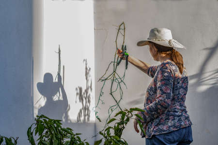 young girl with hat working in her home organic garden on a sunny day cutting the dry branches with scissorsの写真素材