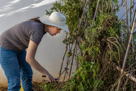 young girl with hat working in her home organic garden on a sunny day cutting the dry branches with...