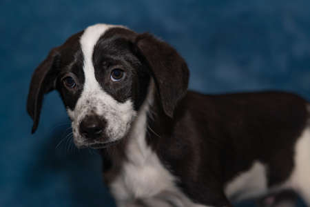 border collie cross puppy close up with blue background