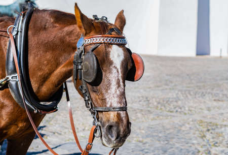 horse carriage with brown horse for sightseeing tours around the city of rondaの写真素材