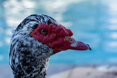 close-up of a red-faced duck's head in the lake of a park with copy space