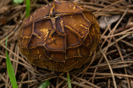 close-up of a boletus-type mushroom in a pine forest with an unfocused background and copy spaceの写真素材