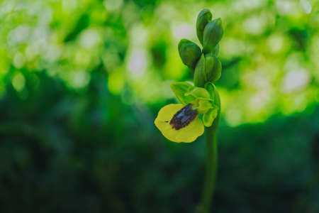 close-up of a small yellow orchid with unopened flower buds and dew drops