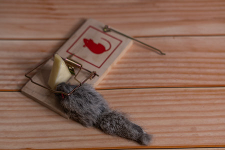 toy mouse trapped in a trap with bait cheeseの写真素材