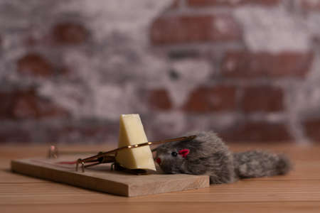 toy mouse trapped in a trap with bait cheeseの写真素材