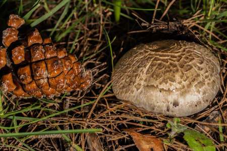 tasty macrolepiota procera ,wild mushroom next to a pineapple