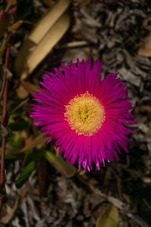 close-up of purple and yellow pink asters with blurred background