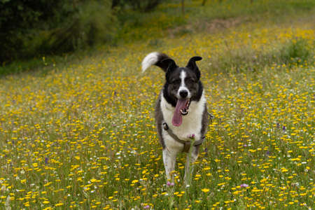 black and white border collie dog playing in a meadow with flowers on a sunny day