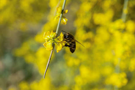 close-up of a honey bee pollinating yellow flowers with the background out of focus