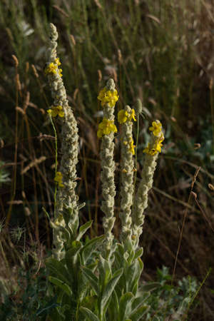 Large-flowering Mullein, Mullein, Verbascum densiflorum