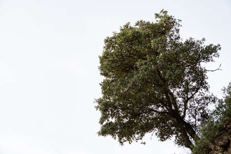 close-up of an isolated oak tree on a white backgroundの写真素材