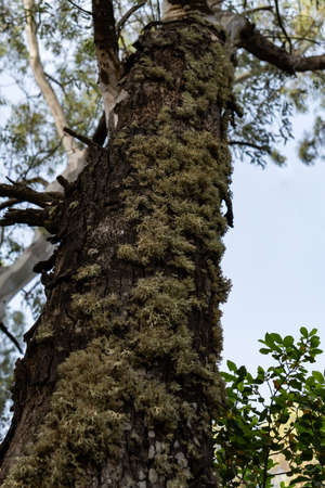 moss-covered tree trunk with blue sky in the background
