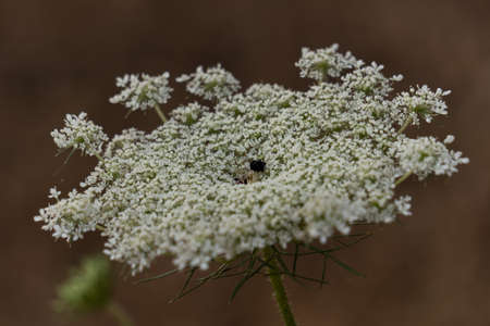 close-up of a medicinal plant Daucus carota