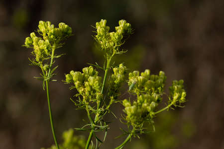close-up of an olden Alyssum plant with out-of-focus background