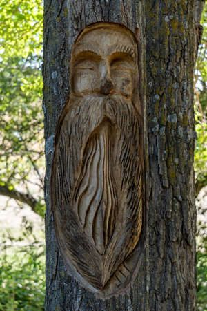 old man with beard carved on a tree in the forestの写真素材