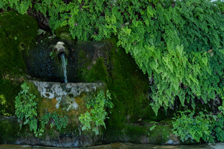 crystalline water natural spring with stone vessel covered with vegetationの写真素材