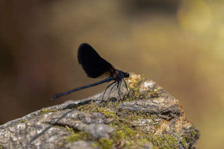 Close-up of an ebony jewelwing damselfly (Calopteryx maculata) that is resting in the trunk of a tree in the forest on a bright sunny day in June with a blurred background.の写真素材