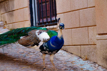 close-up of a peacock's head looking in profile to the camera