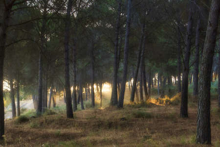 landscape of a pine forest at sunrise illuminated by the sun with yellow lightsの写真素材