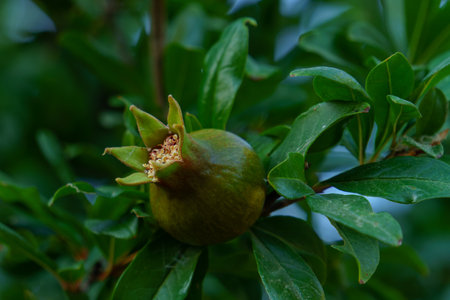 organic pomegranate on tree with blurred background and copy space