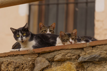 group of stray cats lying on a stone wall looking at the cameraの写真素材