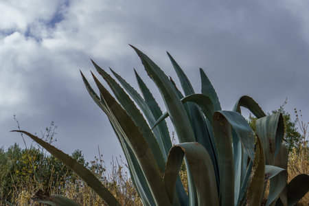 pita ,agave ,Agave americana , in natural state in the background a cloudy skyの写真素材