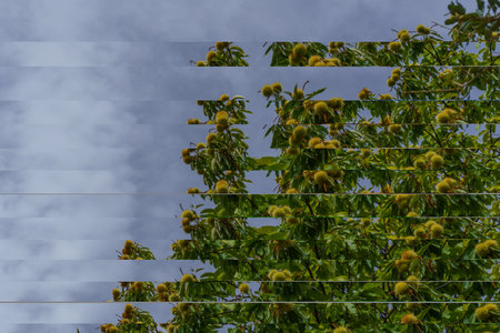 landscape of chestnut trees with their branches full of fruit in autumn on a cloudy sky dayの写真素材