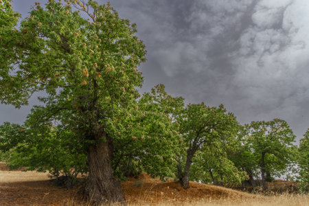 landscape of chestnut trees with their branches full of fruit in autumn on a cloudy sky dayの素材 [FY310192259609]