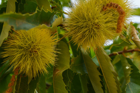 close-up of chestnuts on the branch of the tree with their spikes before ripeningの写真素材