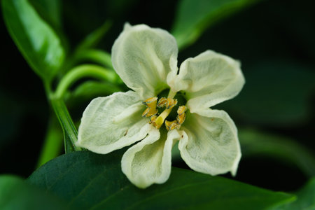 close-up of bell pepper flower in an organic urban gardenの写真素材