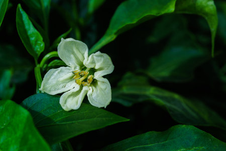 close-up of a flower of the bell pepper plant illuminated by sunlightの写真素材