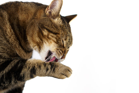 close-up of a cat licking its paw isolated on white backgroundの写真素材