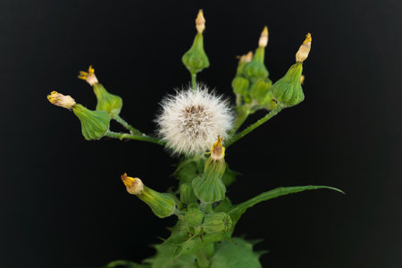close-up of a Sonchus oleraceus L. plant in all stages of flowering isolated on a black background